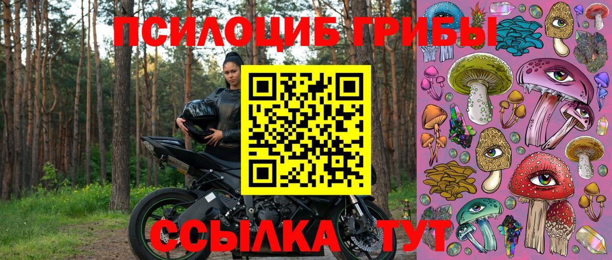 дарнет шоп  Псилоцибиновые грибы мицелий  Вход с VPN  Зеленогорск  Галлюциногенные грибы Cubensis 